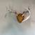 Whitetail Antler mounts 3 thumbnail