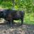 Angus Cow 3 thumbnail