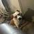 3 year old female dog 3 thumbnail