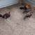 Richardson Reds and Grey Junglefowl 7 thumbnail