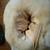 Lady's vintage fur hat and muff 4 thumbnail
