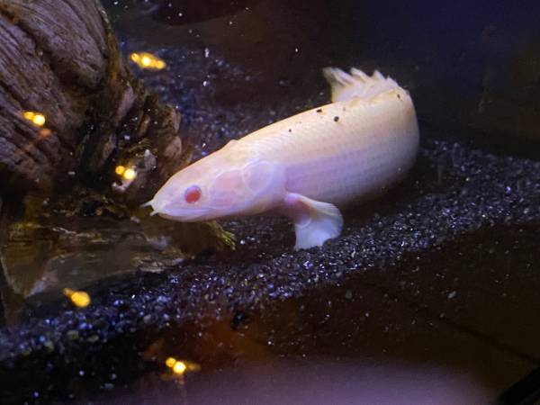 Bichir / pez (Lucernemines)63624433502209123