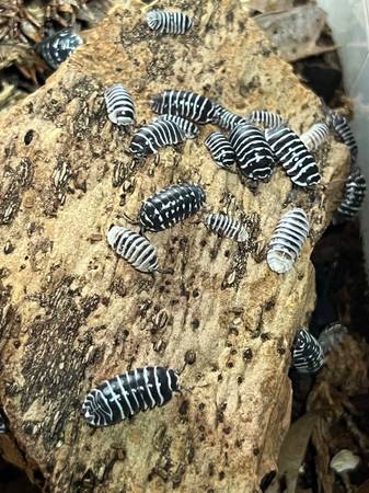Isopods (Kennesaw)63922481968771120