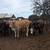 8 bred braford heifers 14 thumbnail