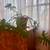 Large Split-Leaf Philodendron – Indoor Plant 2 thumbnail