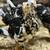 Exchequer Leghorn Pullets Chicks Chicken Hen 1 thumbnail