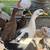 Ducks and Chickens 1 thumbnail