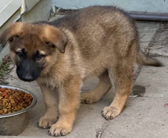 German shepherd pup 1