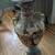 Large Japanese Satsuma Floor Vase Antique Urn Hand Painted Moriage 3 thumbnail