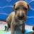 Great Danes 10 thumbnail
