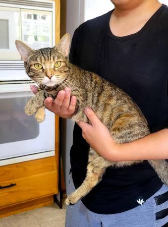 2 Beautiful Sister Kittens with Mommy (Sacramento)63679359453571121