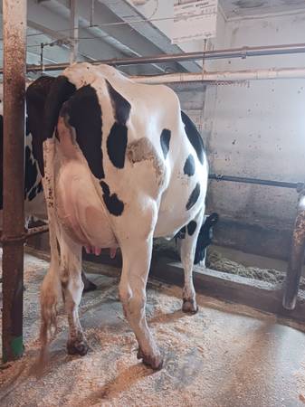 Registered holstein cows 1