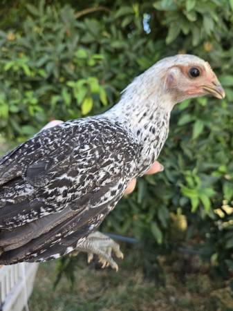 Egyptian fayoumi pullets - $20 (Yelm wa)63471371574275124