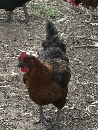 Chickens 1