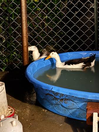 Ducks 1