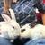 Rabbit pair 3 thumbnail