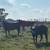 Cows 6 thumbnail