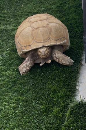 Beautiful tortoise 1