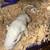 2 Male Gerbils and Cage 2 thumbnail