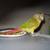 Pineapple Green Cheek Conure - 9 months old - hand tamed 12 thumbnail