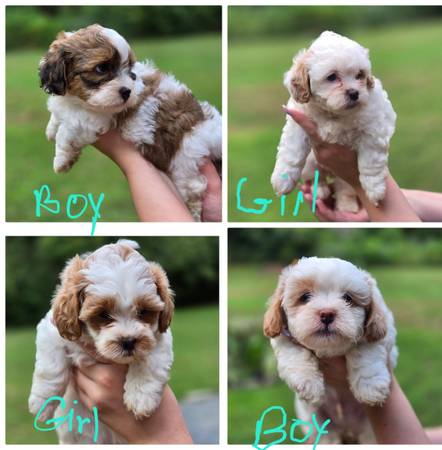 Shihpoo puppies 1