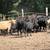 BRED COWS 4 thumbnail