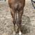 AQHA Weanling Stallion- World Champion Bloodlines - Money Earner 6 thumbnail