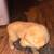 5 wk old huskies 1 male 2 females 80.00 ReHoming fee 4 thumbnail