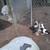 Ducklings 2 thumbnail
