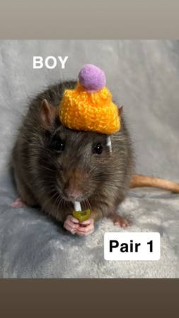 Rehoming pet rats (Titusville)63867089539331121