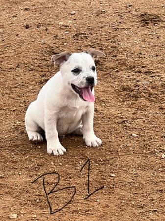 Frenchie mix64050550076035122