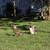 Call duck starter flock 5 thumbnail