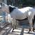 horse -ome filly one colt 2 thumbnail