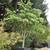 Big Tree Nursery 4 thumbnail
