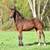 Pair of big Friesian draft cross fillies by KFPS Friesian Stallion 13 thumbnail