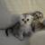 Scottish fold kittens 3 thumbnail
