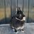 Netherland Dwarf Doe 2 thumbnail