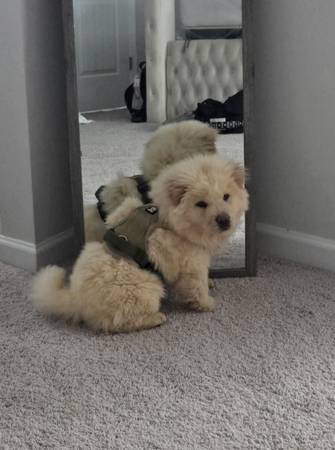 Chow Chow Puppy63739476389889122