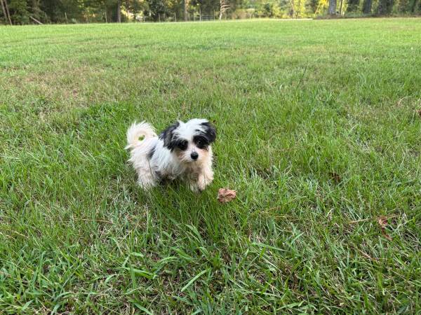 Chinese Crested/Havanese (Rock Hill)573306185638881283