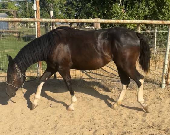 Part Draft  cross Paint Filly 1