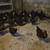 Laying hens 1 thumbnail
