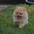 Teddy bear pomeranian 4 thumbnail