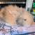 Lionhead Angora Bunny 7 thumbnail