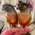 2 Yellow-Sided Green Cheek Conures (1M, 1F). 2 thumbnail