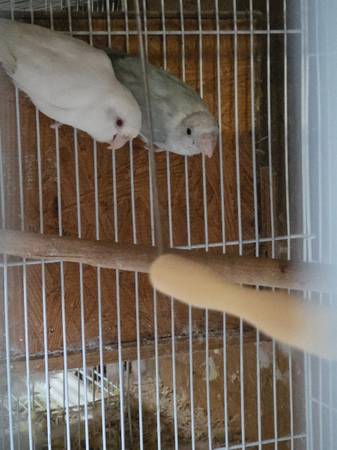 Parrotlets 1