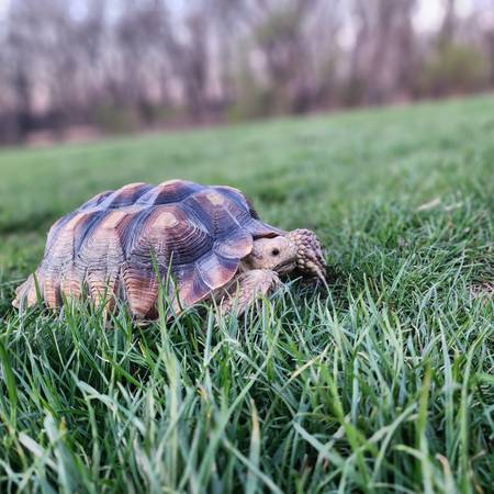 Tortuga Sulcata perdida63690172233857120