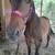 5 year old gelding 2 thumbnail