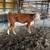 Beef calves hereford 1 thumbnail