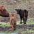 Red Angus bull $4200 obo 9 thumbnail