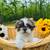 Purebred shi tzu teddy bears females 3 thumbnail